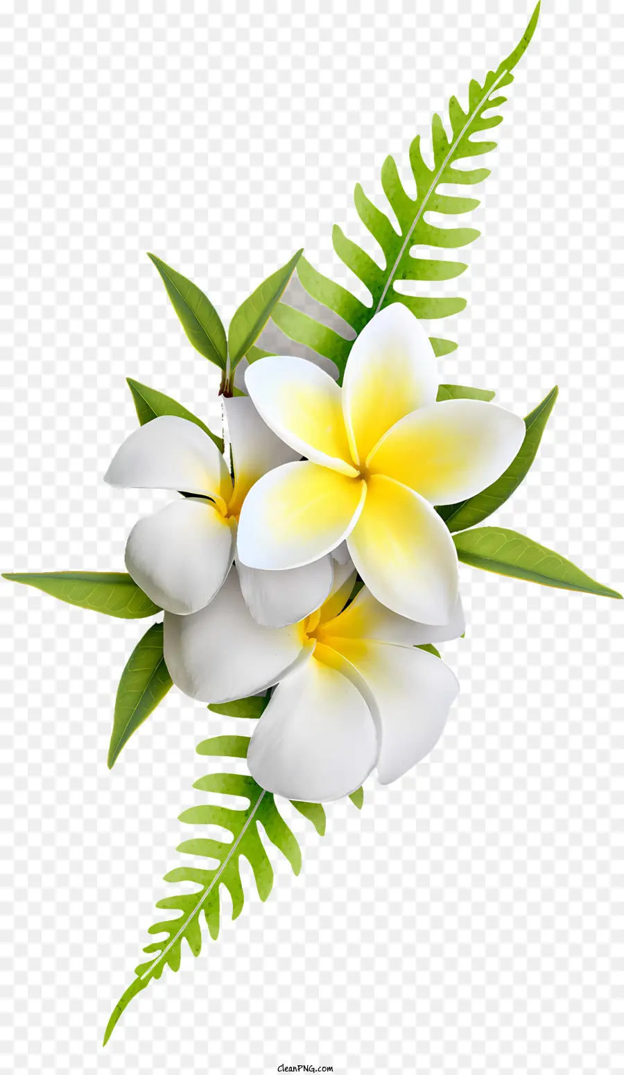 Fleurs，Plumeria Fleurs PNG