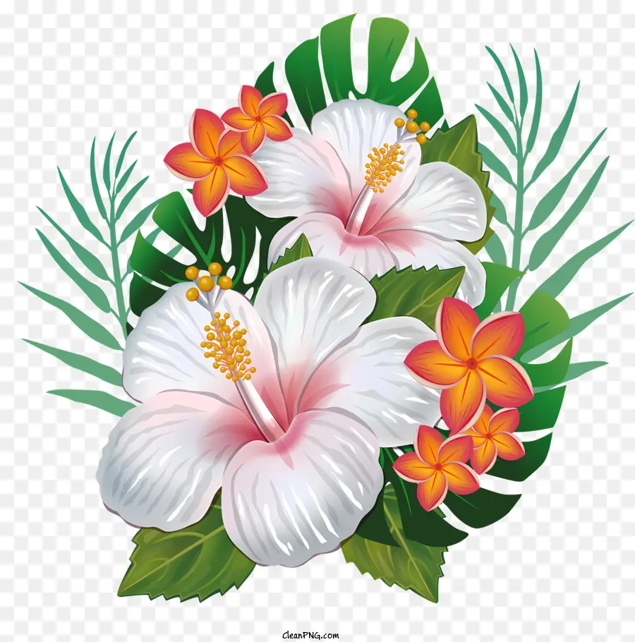 Fleurs，Blanc Hibiscus PNG