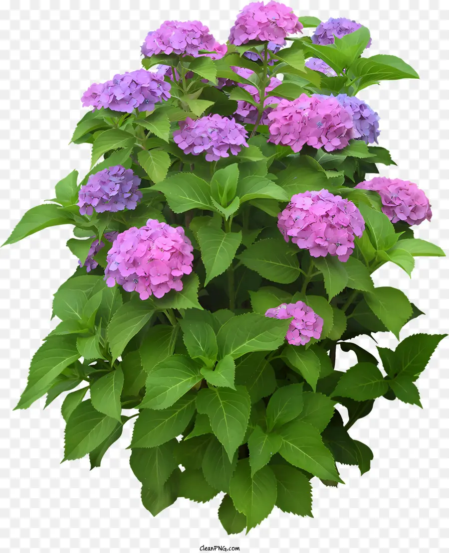 Fleurs，Fleurs Violettes PNG