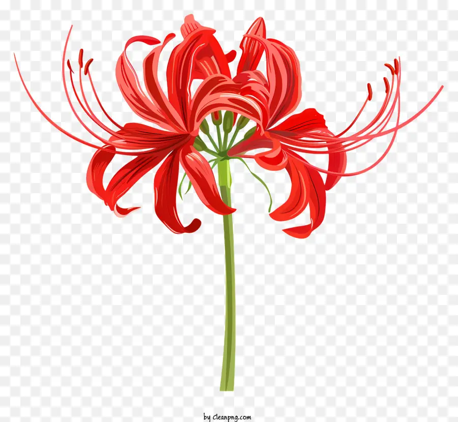 Araignée Rouge Lily，Fleur Rouge PNG