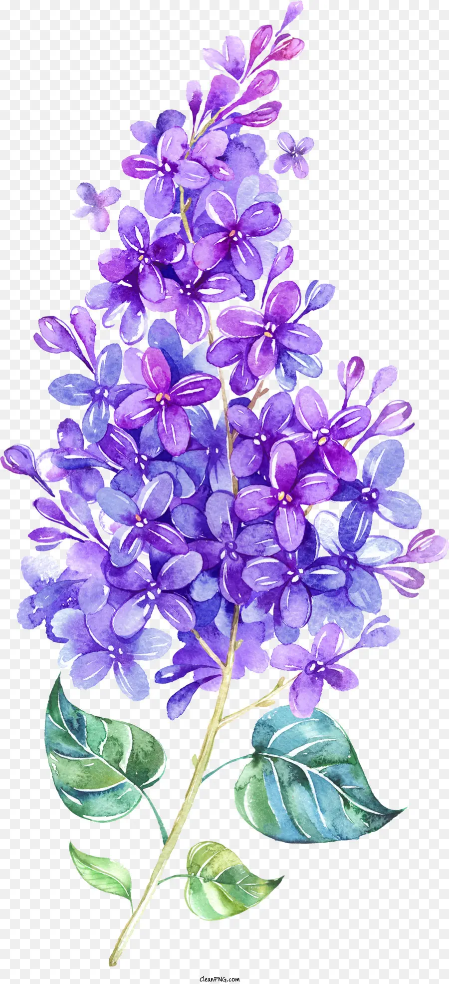Fleurs，Fleur De Lila PNG