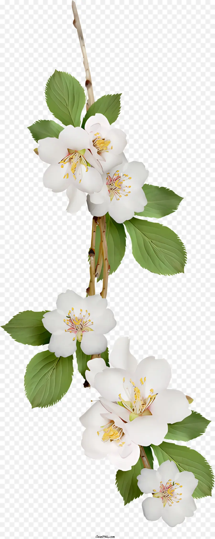 Fleurs，Fleur Blanche PNG