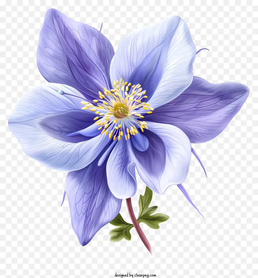 Columbine Flower，Fleur De Printemps PNG