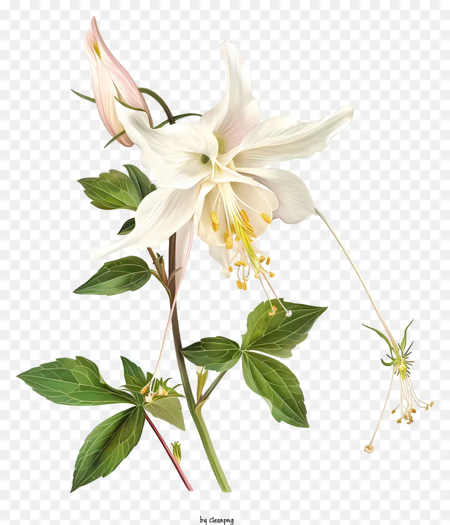 Fleur D'ancolie，Fleur Blanche PNG