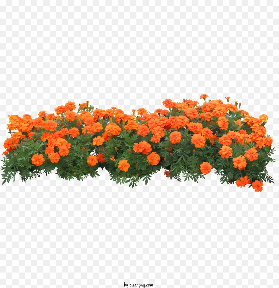 Fleurs，Soucis PNG