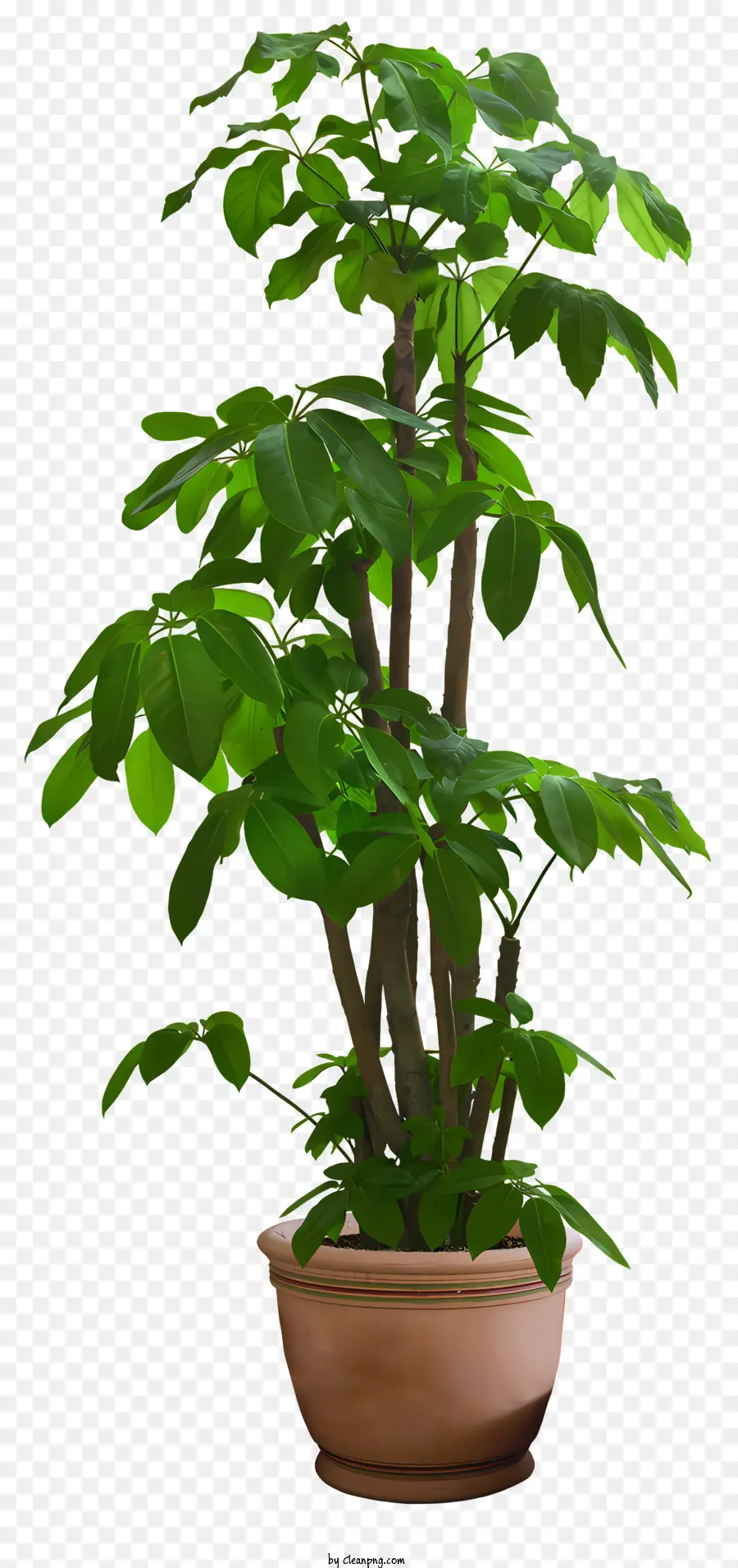 Les Plantes En Pot，Bureau De Plantes PNG