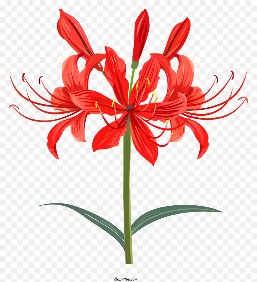 Lys Araignée Rouge，Fleur Rouge PNG