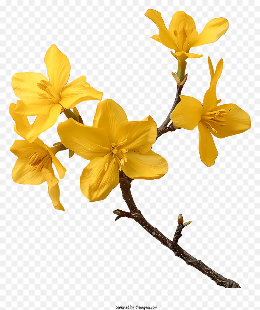 Fleur De Forsythia，Fleur De Printemps PNG