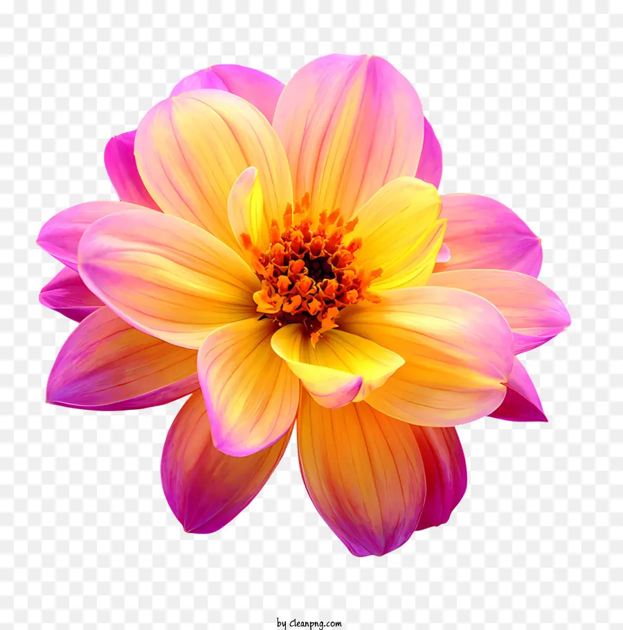 Fleurs，Dahlia Fleur PNG