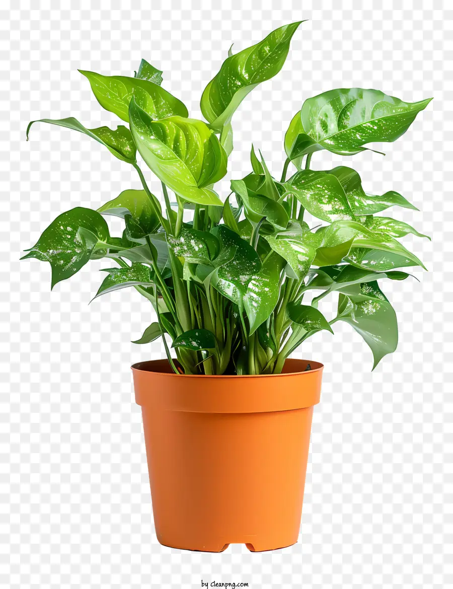 Plant Hamedorea，Plante En Pot PNG