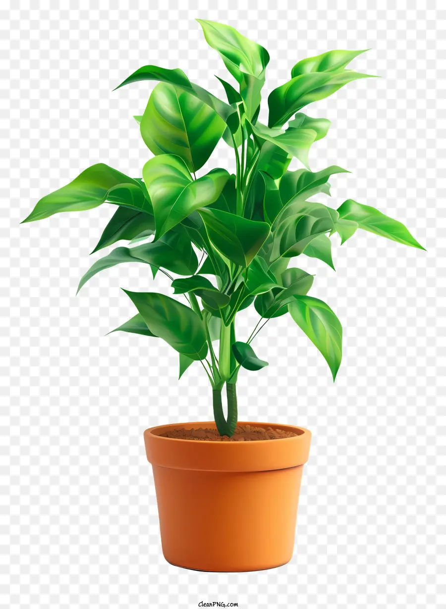 Plant Hamedorea，Plante PNG