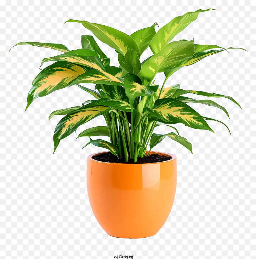 Plant Hamedorea，Plante Araignée PNG