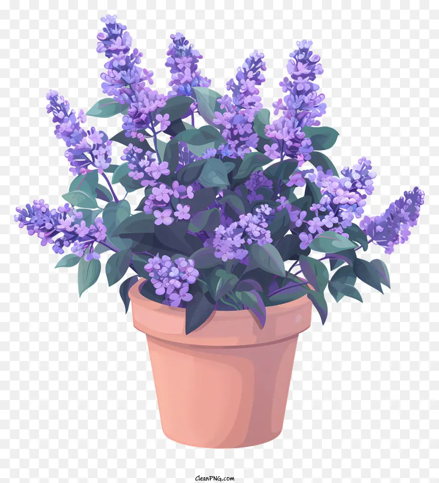Fleurs Lilas Dans Le Pot，Plante En Pot PNG