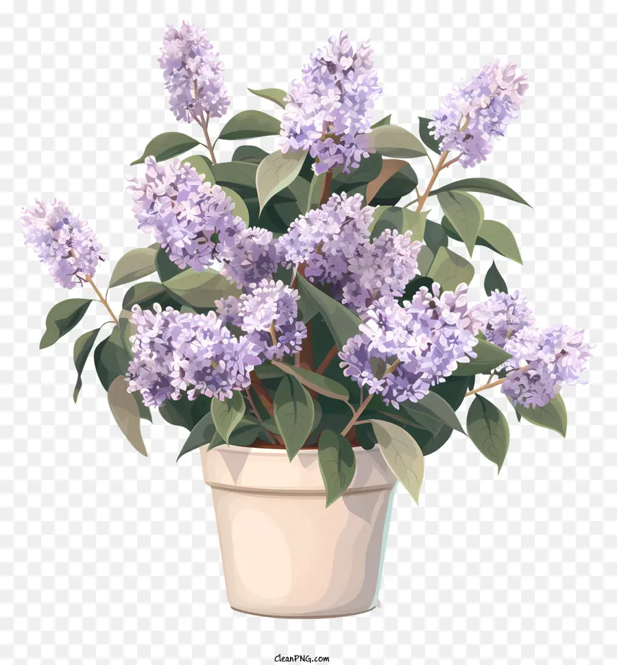 Fleurs Lilas Dans Le Pot，Les Lilas PNG