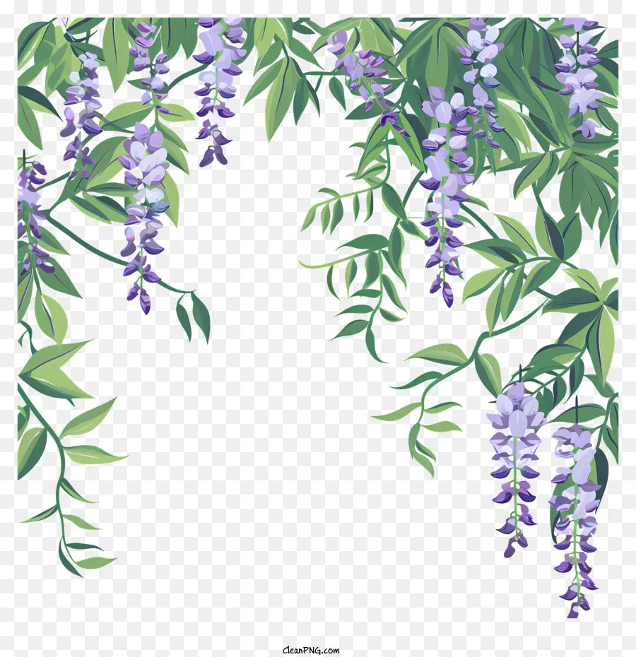 Wisteria Frontière，La Glycine PNG