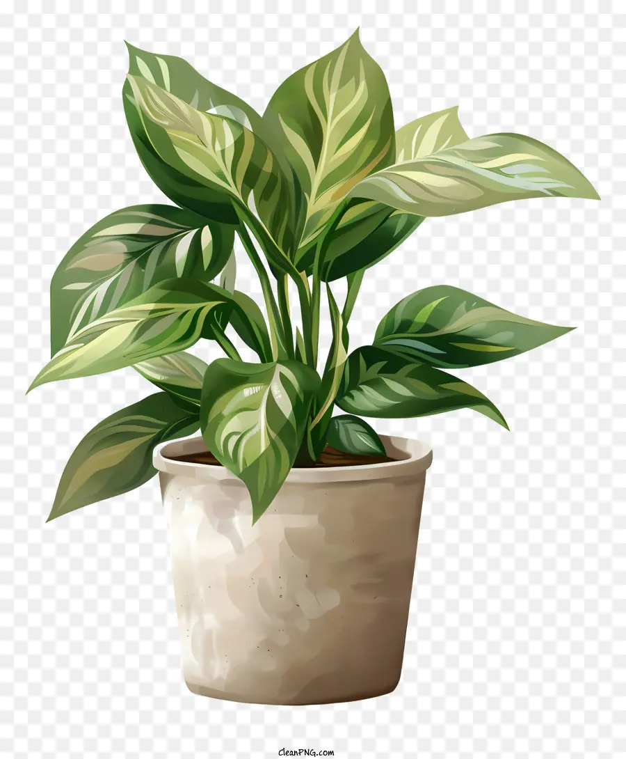 Plante De Stephania，Plante En Pot PNG