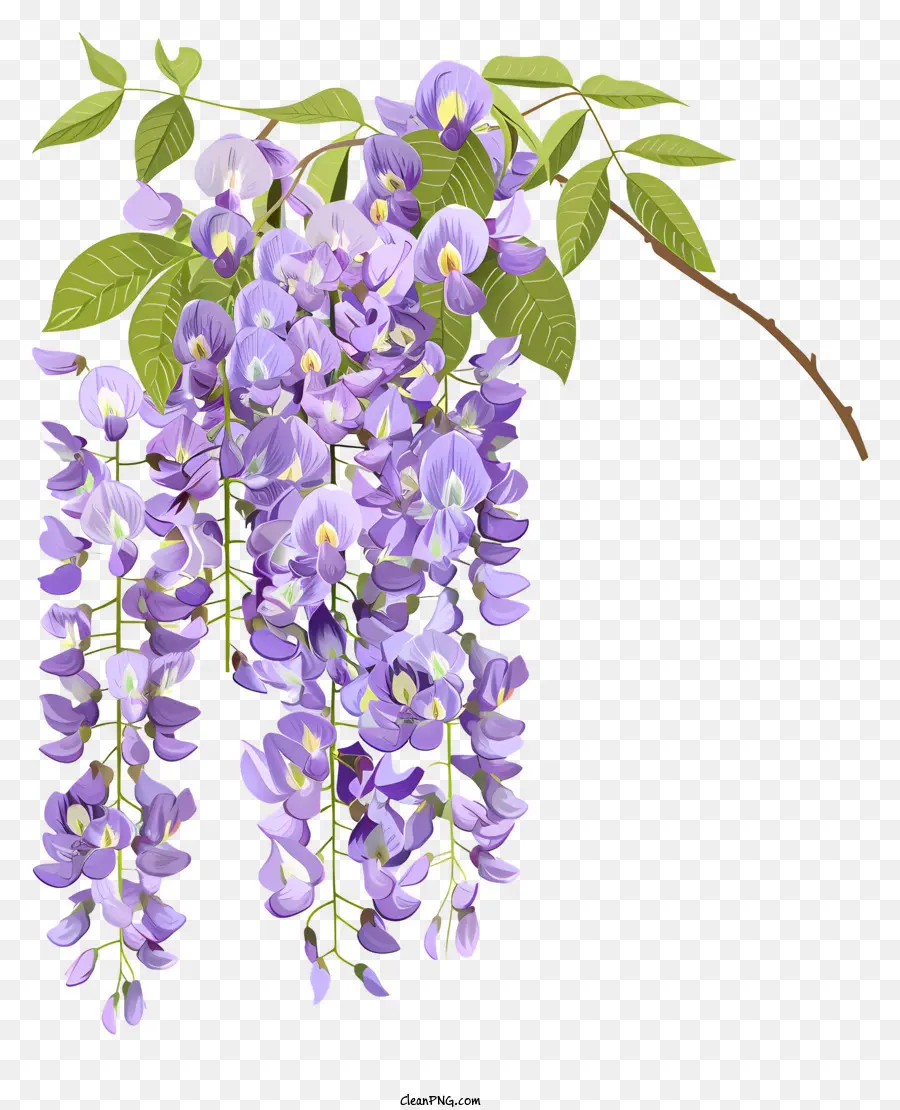 Glycine，Fleurs PNG