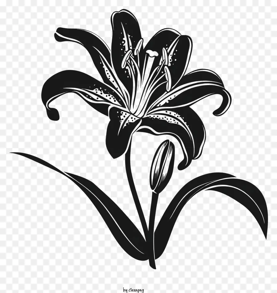 Fleur Silhouette，Lis Noir PNG