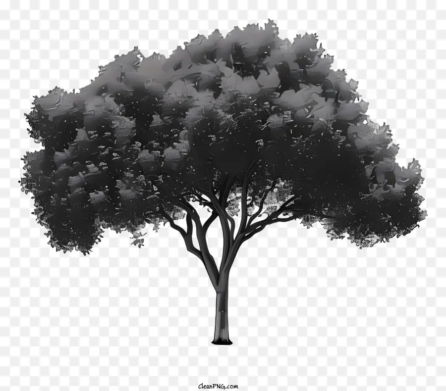Silhouette D'arbre，Photographie En Noir Et Blanc PNG