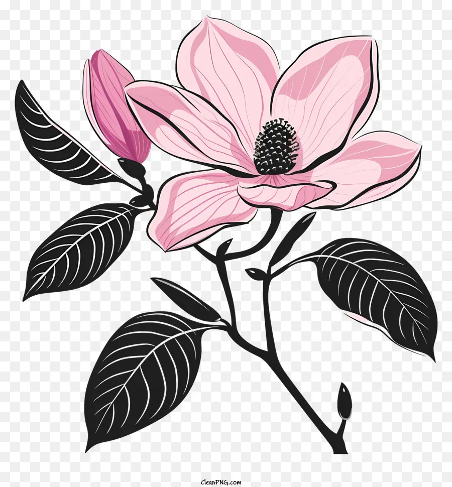 Fleur Silhouette，Magnolia PNG