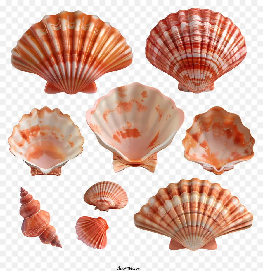 Fruits De Mer，Coquillages PNG