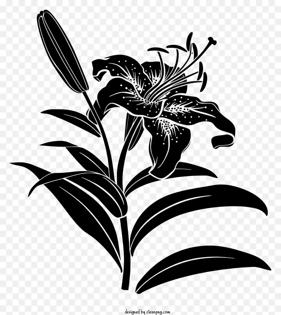 Fleur Silhouette，Le Noir Et Le Blanc De La Fleur PNG