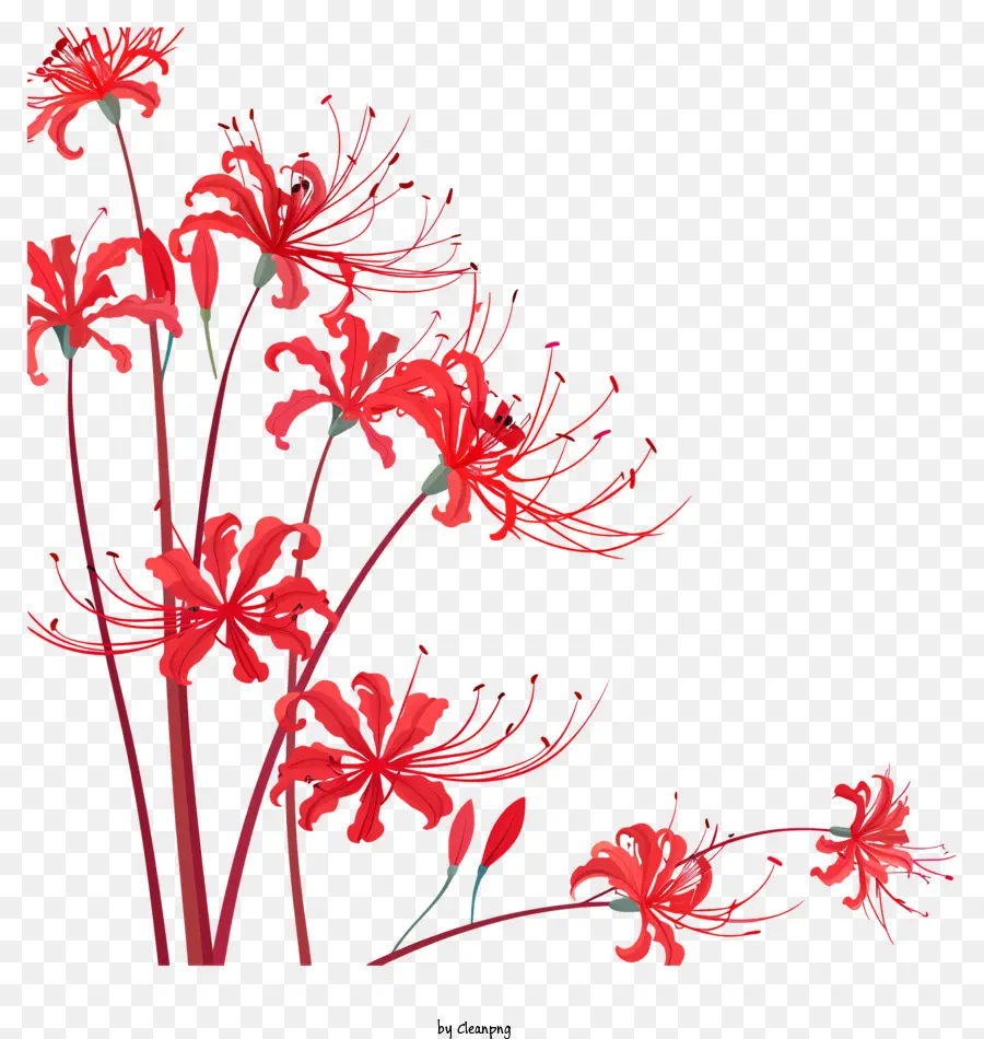 Araignée Rouge Lily，Fleurs Rouges PNG