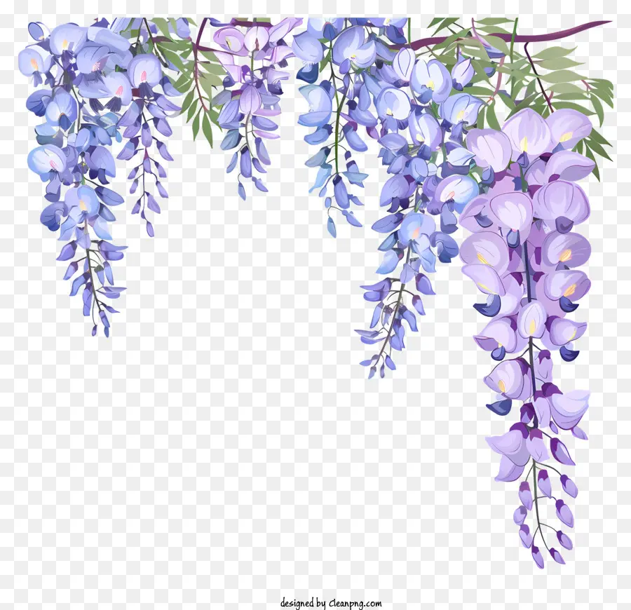 Wisteria Frontière，Fleur De Glycine PNG