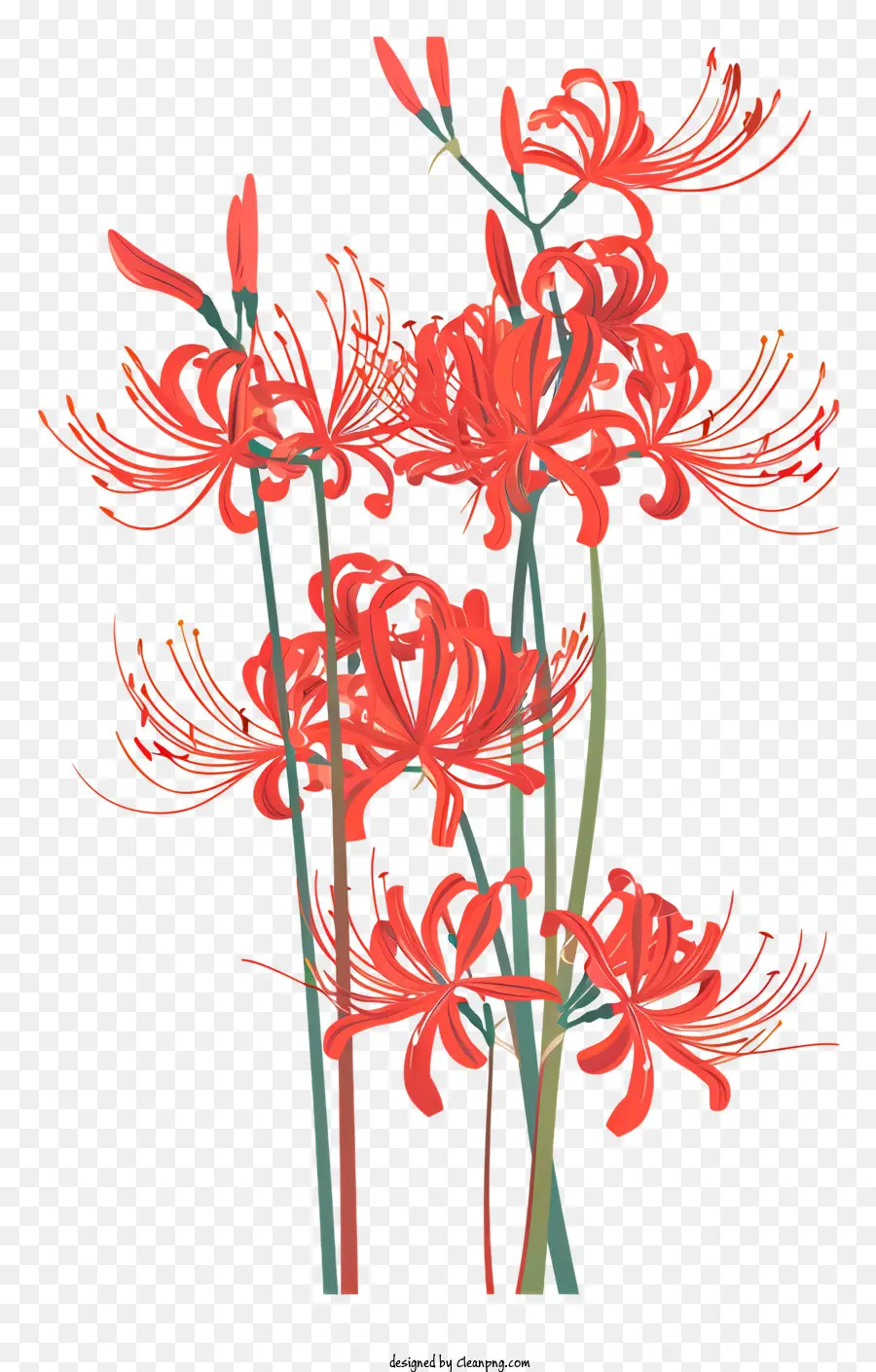 Araignée Rouge Lily，Rouge Lys PNG