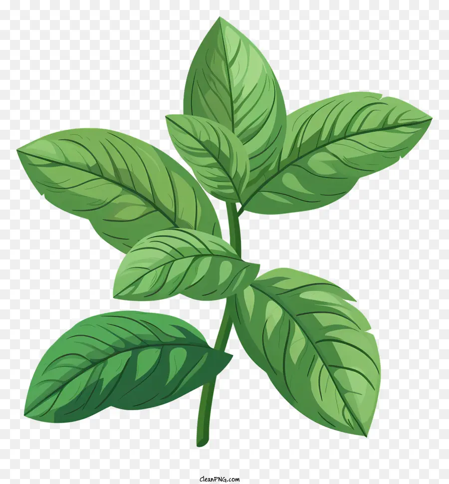 Menthe Poivrée，Feuilles Vertes PNG