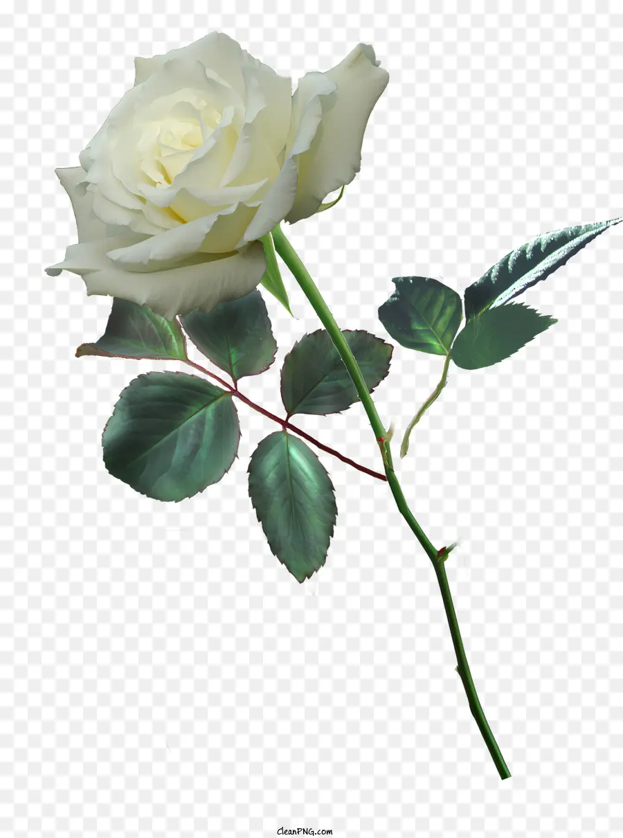 Roses，Rose Blanche PNG