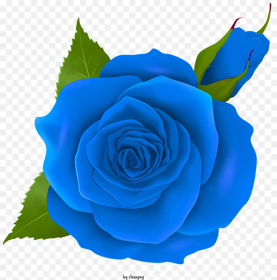 Roses，Rose Bleue PNG