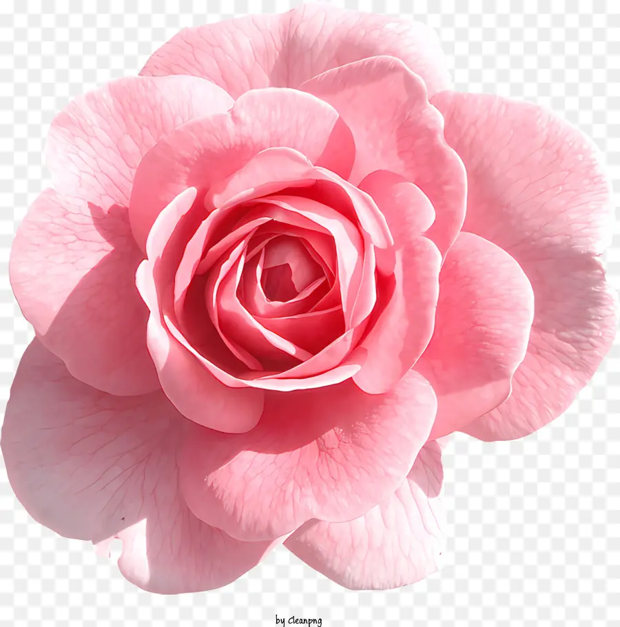 Roses，Rose Rose PNG