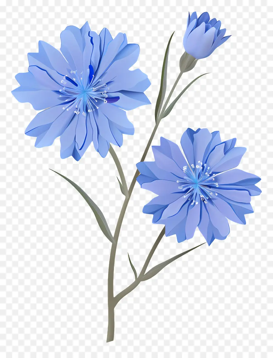 La Chicorée，Fleurs Bleues PNG