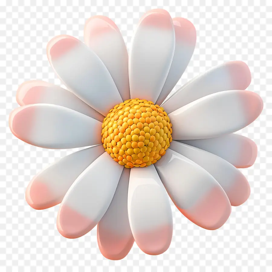 Daisy，Fleur Blanche PNG