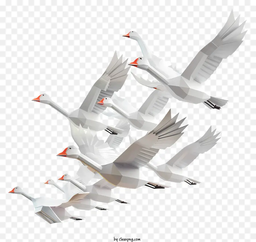 Oies Migratrices，Swans Blancs PNG