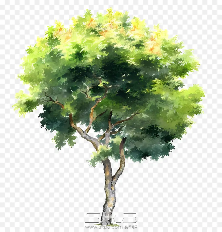 Feuille，L'arbre De La Peinture PNG