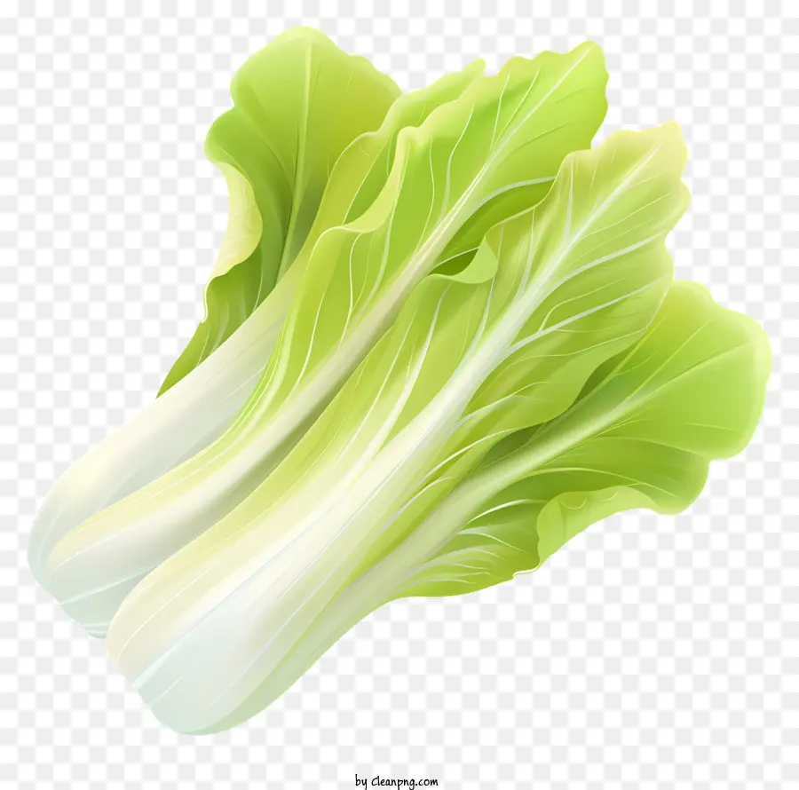 Endives，Laitue PNG