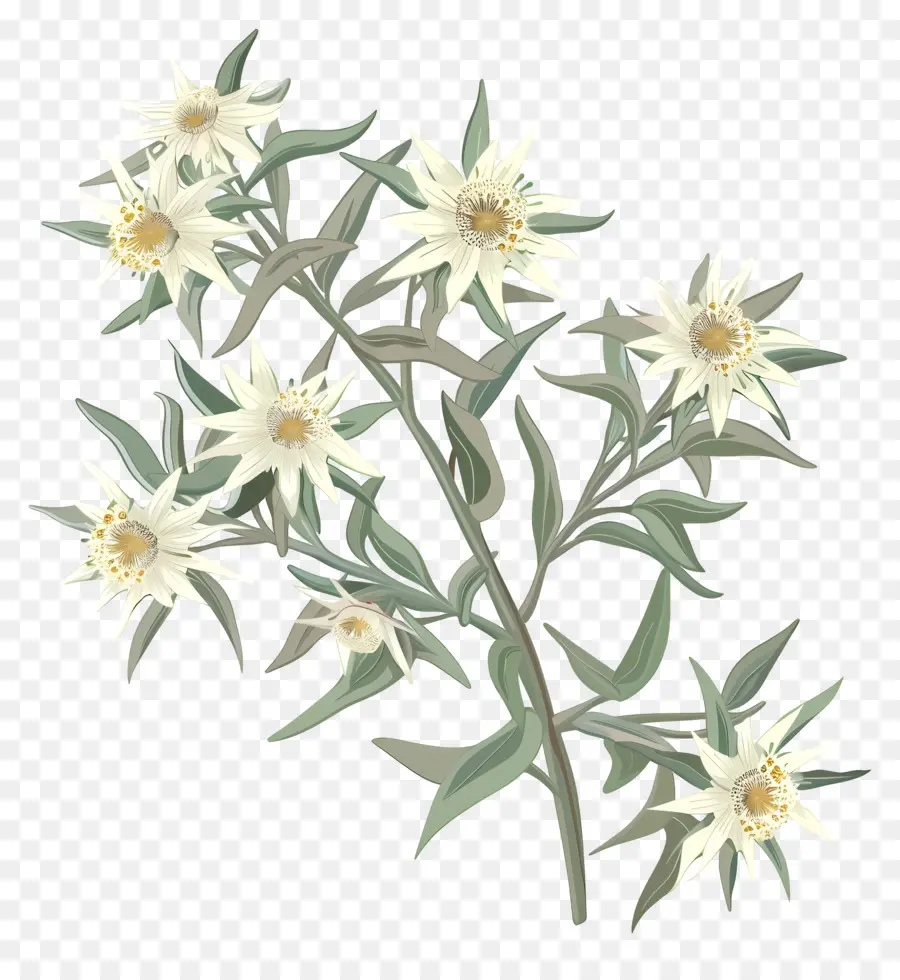 Edelweiss，Fleurs Sauvages PNG