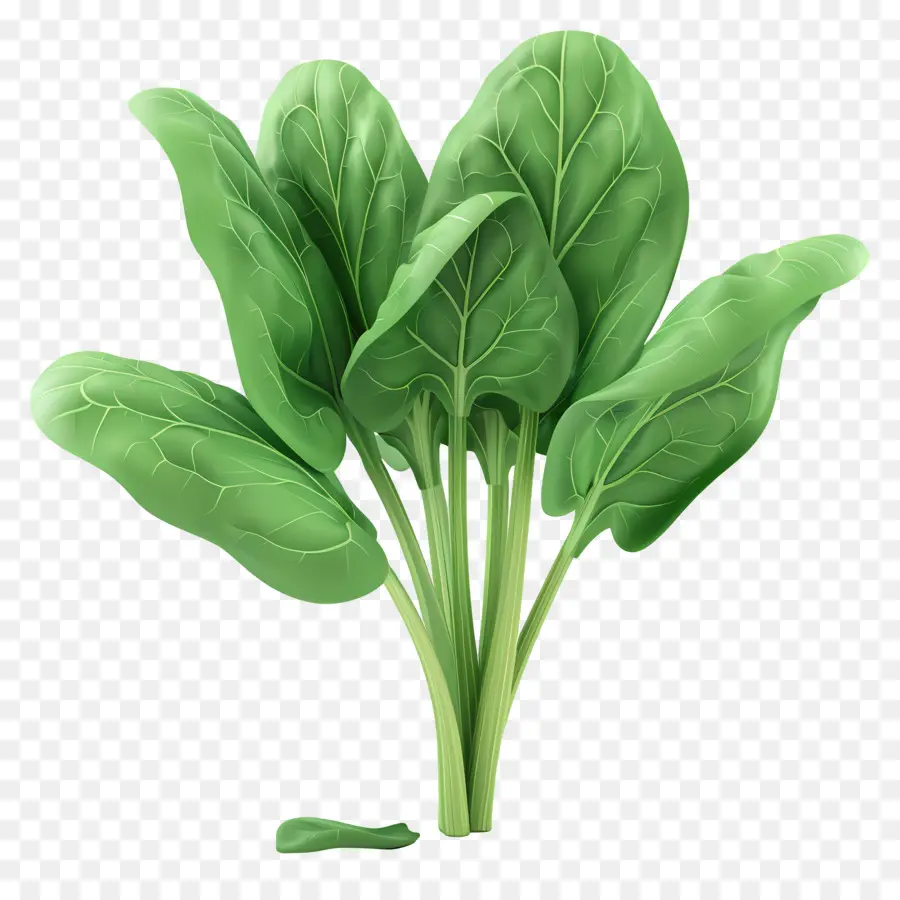 Les épinards，Les Légumes Verts PNG