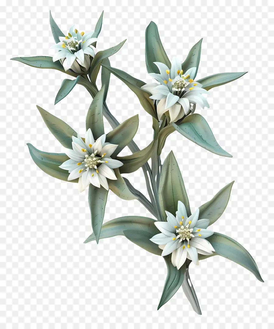 Edelweiss，Fleurs Blanches PNG