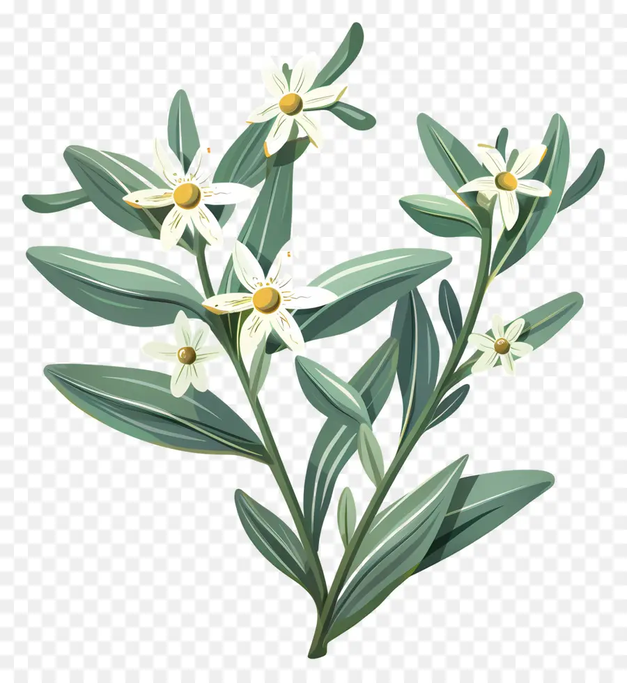 Edelweiss，Fleurs Sauvages PNG