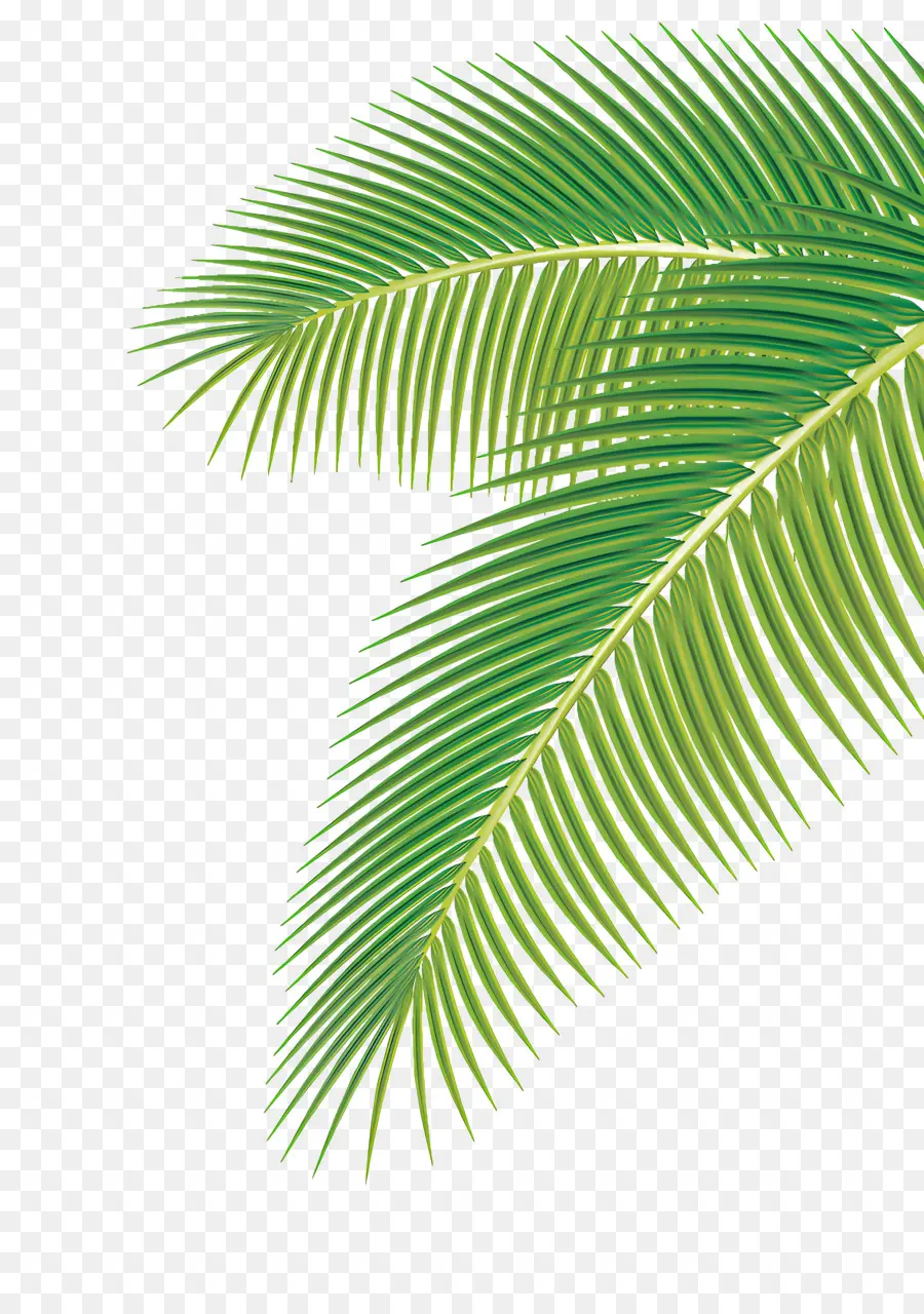 Feuille，Palm Feuille D'arbre PNG
