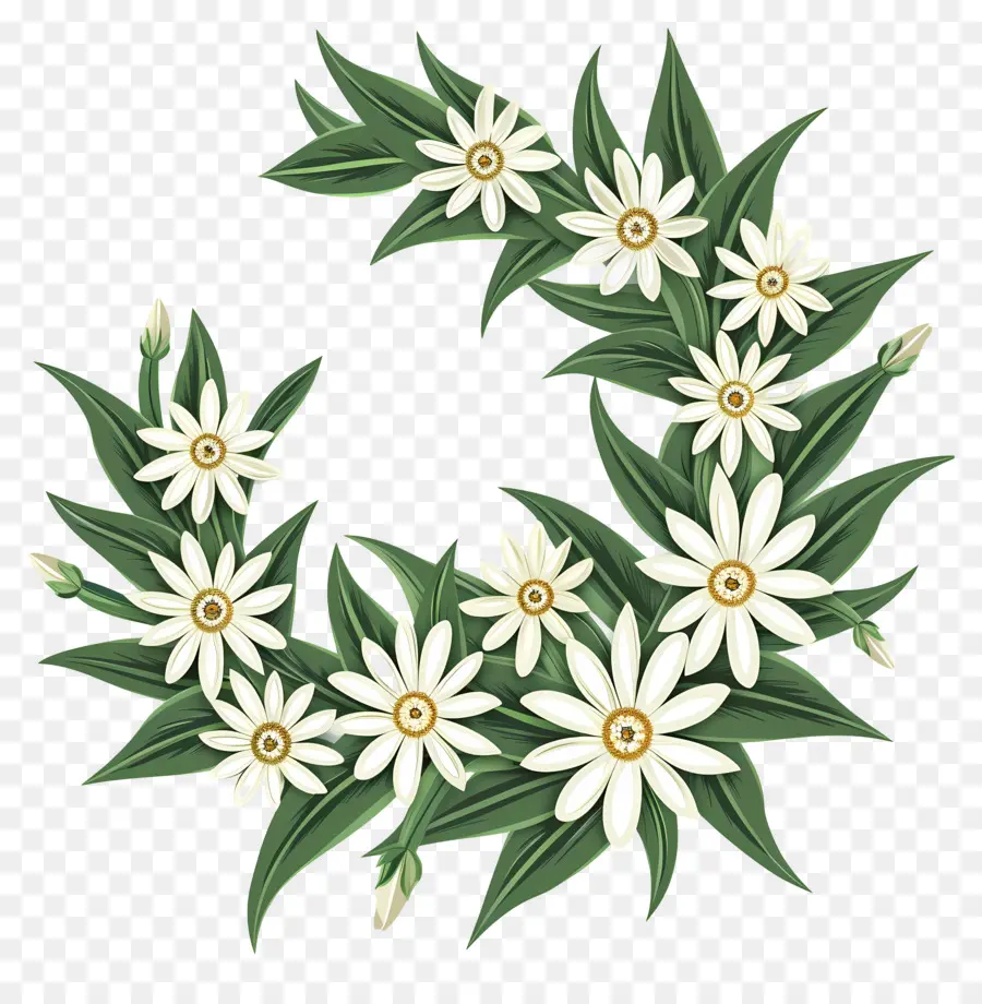 Edelweiss，Daisy PNG