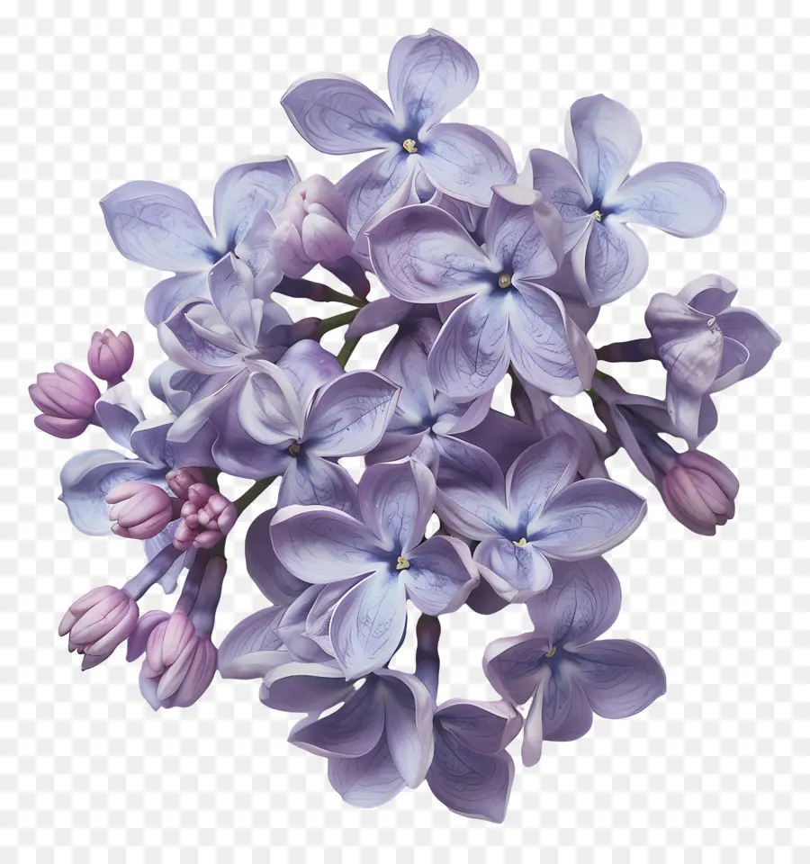 Fleurs Lilas，Violet Pétales PNG