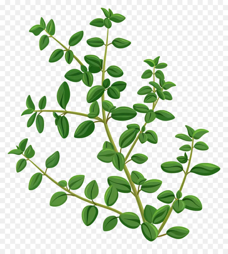 Thym，Plante Verte PNG