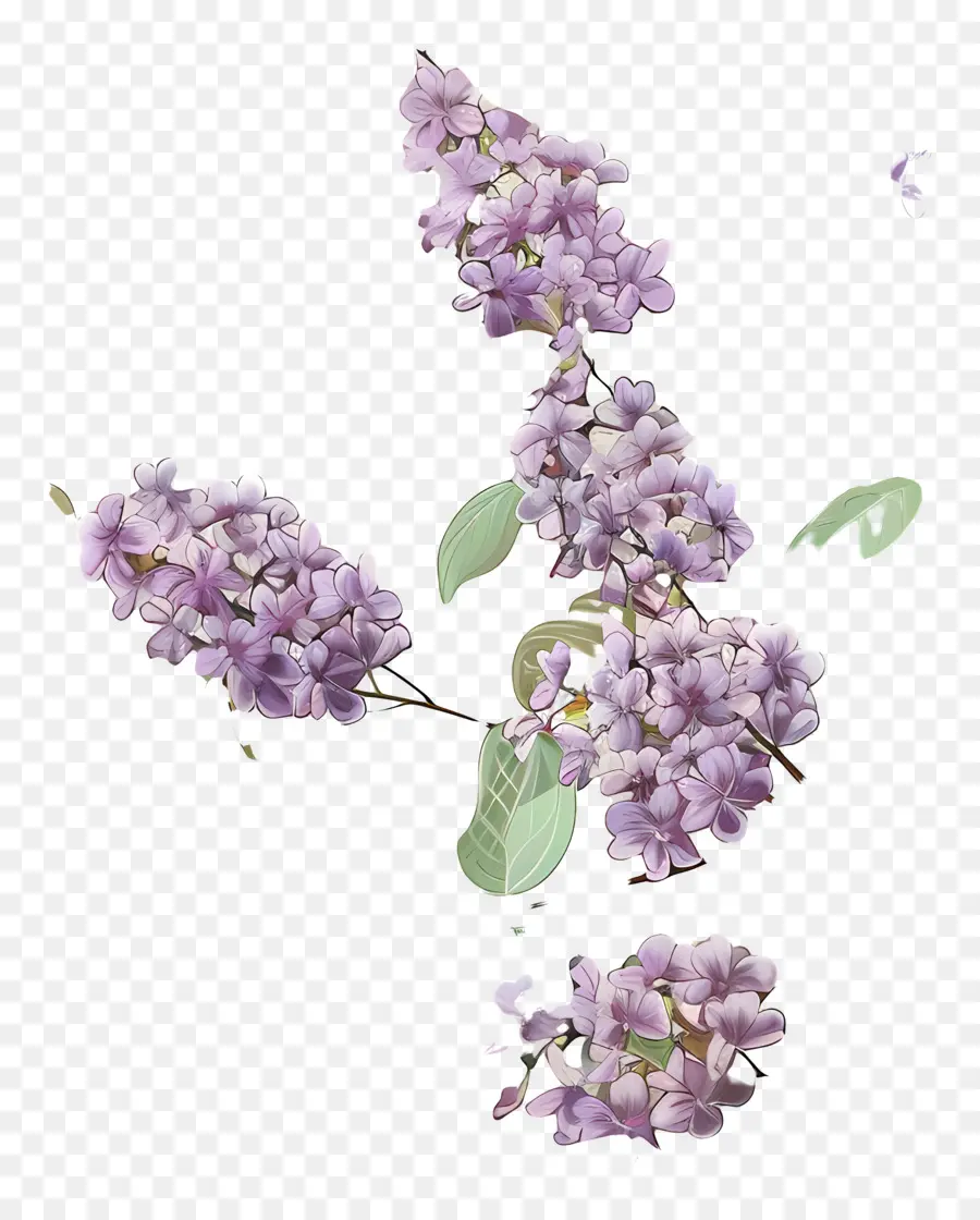 Fleurs Lilas，Fleurs Violettes PNG