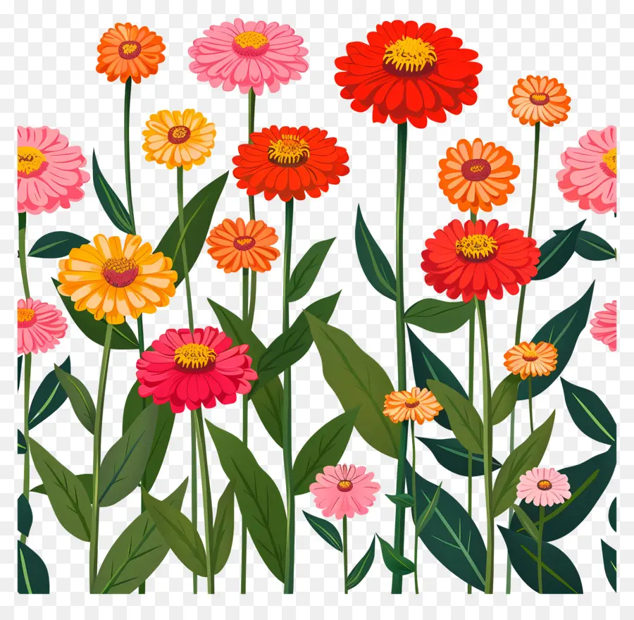 Champ De Zinnia，Fleurs PNG