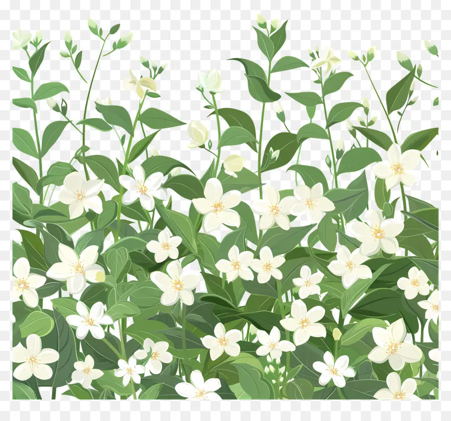 Champ De Jasmin，Fleurs Blanches PNG