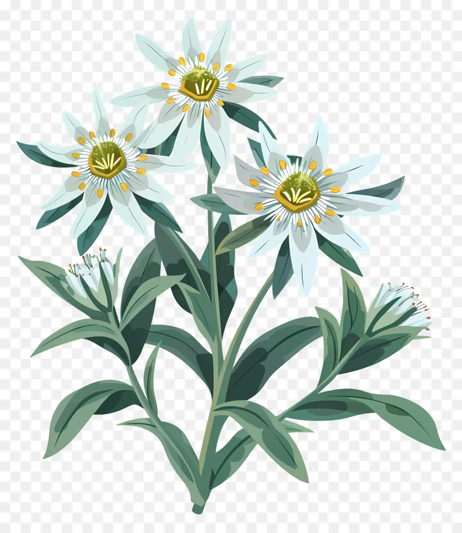 Edelweiss，Fleurs De Marguerites Blanches PNG